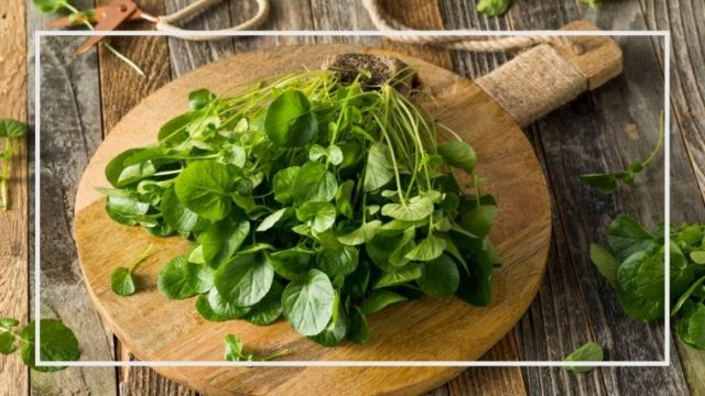 クレソンの育て方 栽培方法 家庭菜園を極める 初心者からプロまで クレソンの育て方 栽培方法 家庭菜園を極める 初心者からプロまで