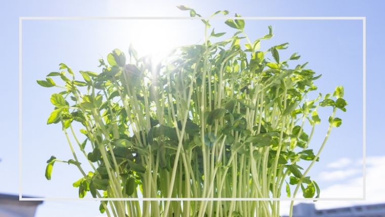 簡単 豆苗 トウミョウ の育て方 栽培方法 家庭菜園を極める 初心者からプロまで