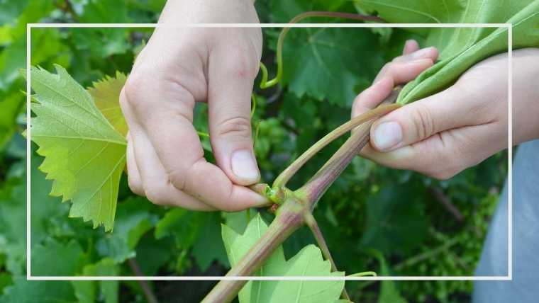 野菜の手入れ 摘心 整枝 摘葉 摘果 誘引など 家庭菜園を極める 初心者からプロまで