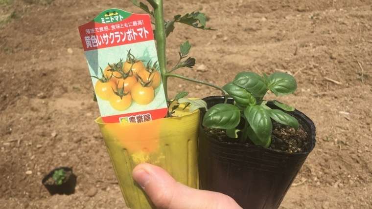 トマトとバジルのコンパニオンプランツ