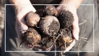 サトイモの育て方・栽培方法