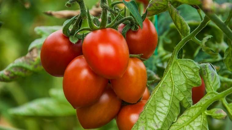 トマトの品種について