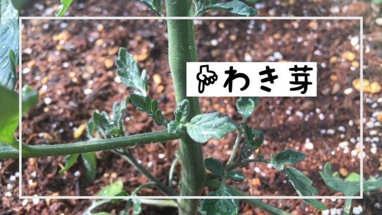 トマトの上手な育て方｜根切り植え｜脇芽植え