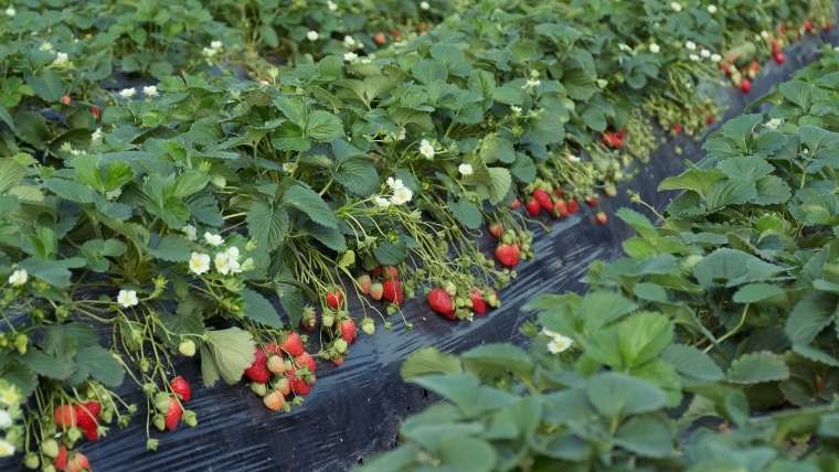 イチゴの栽培について