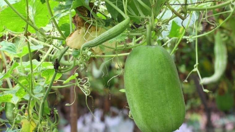 トウガンの育て方｜栽培方法｜家庭菜園を極める！–初心者からプロまで–