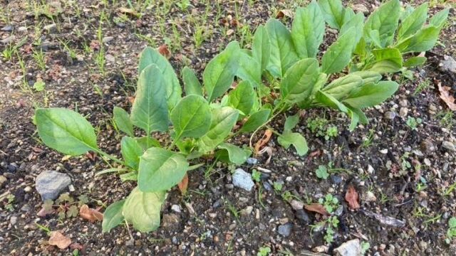 間引きとは？間引きの方法【園芸】｜家庭菜園を極める！初心者からプロまで