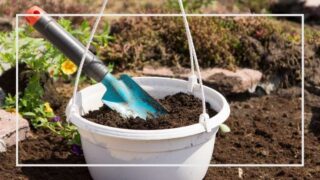 畑に石灰をまく理由は 石灰の役割と種類 撒き方について 家庭菜園を極める 初心者からプロまで
