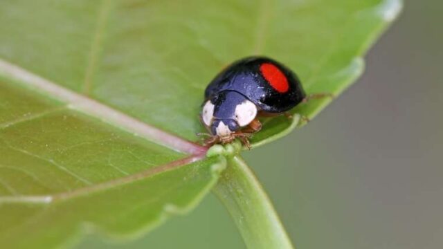 畑にとって良い虫！？益虫とは？その種類は？｜家庭菜園を極める！初心者からプロまで