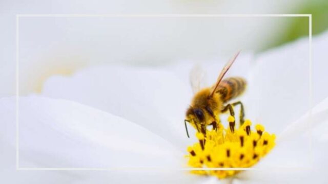 【益虫】ハチ類の種類と生態